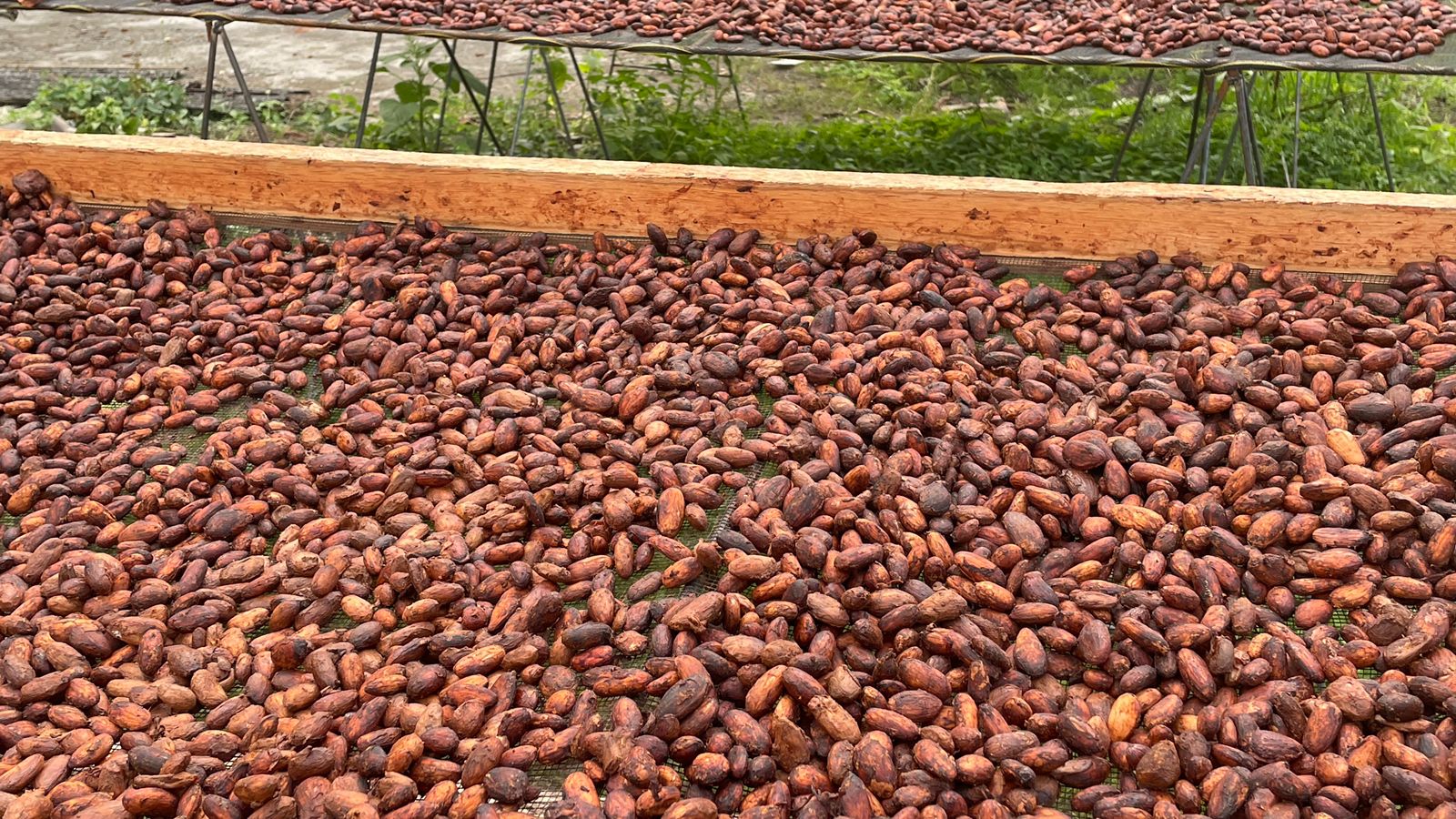 Fermented Cocoa Image 1