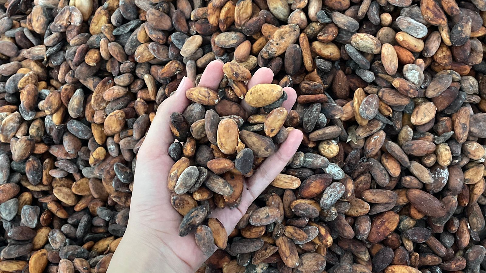 Fermented Cocoa Image 2