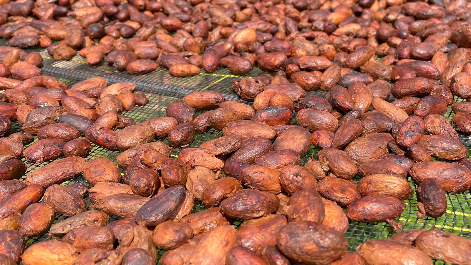 Fermented Cocoa Image 4